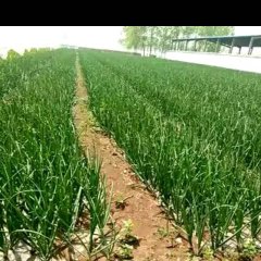 山东郯城黄皮洋葱价格行情平稳