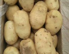 饶阳冷棚土豆上市，陆地五月份也大量上市