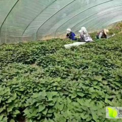 山东邹城商薯19红薯价格适宜