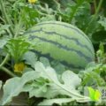 泗水新红宝西瓜 整车配货