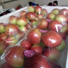 昌黎油桃熟果带粉红色，大小均匀