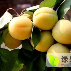 大荔大荔党力康5月金寿杏杏子