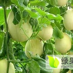 陕西大荔陕甜甜瓜何去何从