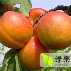 陕西大荔丰源红杏杏子是名优特产