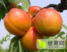 陕西大荔丰源红杏杏子是名优特产