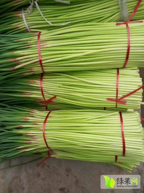 2017年河南通许杂交蒜苔价格