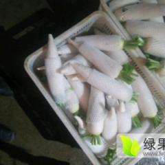 山东莱西大棚白萝卜大量上市价格便宜