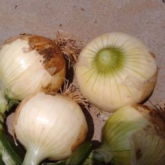 新野洋葱 黄皮洋葱已经大量上市，货量充足