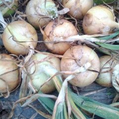 河南新野大量黄皮洋葱上市，品质俱佳