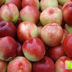 油桃 安徽砀山中油4号油桃香甜可口