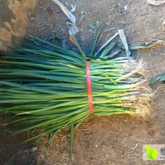 章丘大葱苗葱