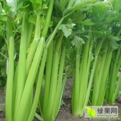 柘城芹菜随行就市,远襄董来厂诚信合作