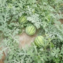 河南商丘夏邑8424西瓜大量上市