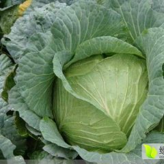 西华甘蓝产销两旺,红花王运平诚信合作