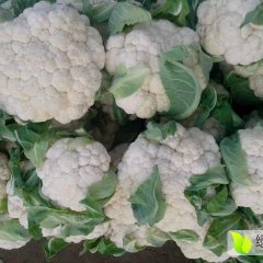 花菜大量上市白菜花供应王运平4月雪宝菜花