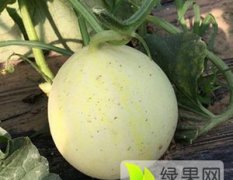 济南华磊果蔬种植专业合作社