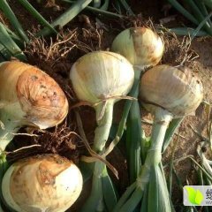 2017新野洋葱 另辣椒，青皮茄子等