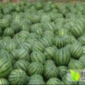 寒亭开元张腾之4月京欣西瓜