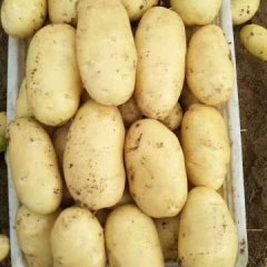 肥城春季荷兰十五土豆开始大量供应中