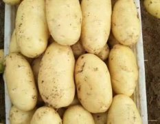 肥城春季荷兰十五土豆开始大量供应中