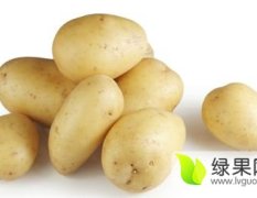 江苏海安土豆，大棚产，质量好
