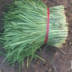 河北藁城韭菜 菠菜 香菜 小葱 陆续上市