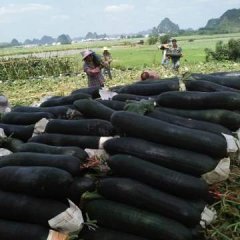 广西崇左市扶绥县渠黎镇有大量黑皮冬瓜