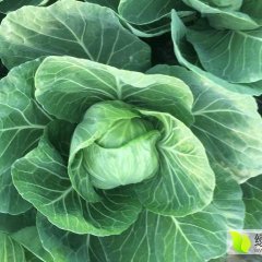 河南宁陵甘蓝 有大棚绿甘蓝大量上市啦