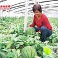 山东昌乐大棚西瓜 品种有：京欣，双星，甜王