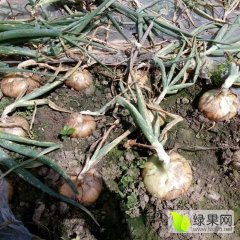 新野黄皮洋葱开始大量上市