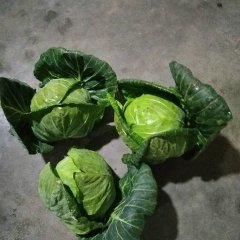 2017平度甘蓝品种多，质量好价格低稳定