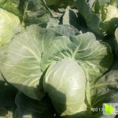 定州定州赵云龙4月春玉甘蓝