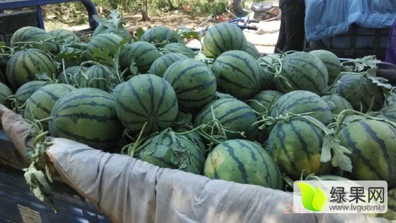 2017年山东泗水京欣价格