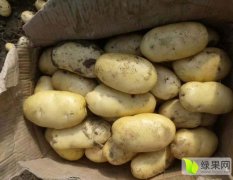 肥城荷兰十五土豆大量供应中