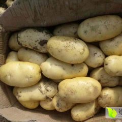 肥城荷兰十五土豆大量供应中