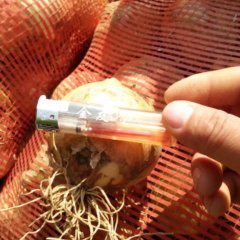 新野洋葱上市中，黄皮洋葱，紫洋葱