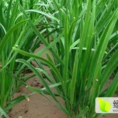 河南柘城抗旱抗倒伏颜色正有需要的客户