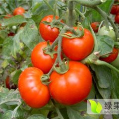 山东东昌府瑞星西红柿热销上市中