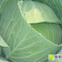 2017东昌府甘蓝现在订货有惊喜