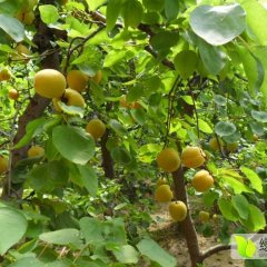 杏子上市了，陕西金太阳杏子上市