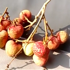 廉江河唇李敏4月三月红荔枝