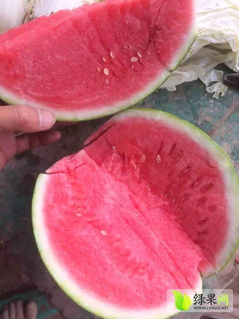 2017年河南夏邑8424西瓜价格
