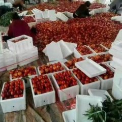 2017和龙油桃，质量好，价格低五一旅游最佳水果