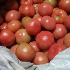 2017延津西红柿大量上市，上货聚中货量大