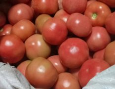 2017延津西红柿大量上市，上货聚中货量大