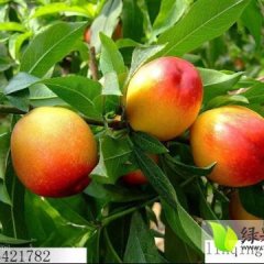 费县杏子红枫杏5月20号上市，红枫杏