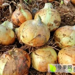 南阳市新野县洋葱大量上市刘13838954964