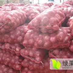 西昌红皮洋葱出售 已经挖来装袋了