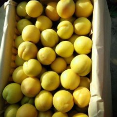 陕西大棚金太阳杏供应