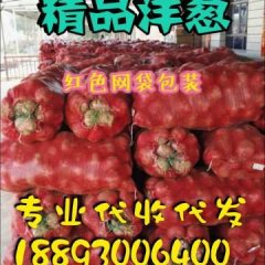 大量荷兰15号黄皮黄肉土豆供应价格随行